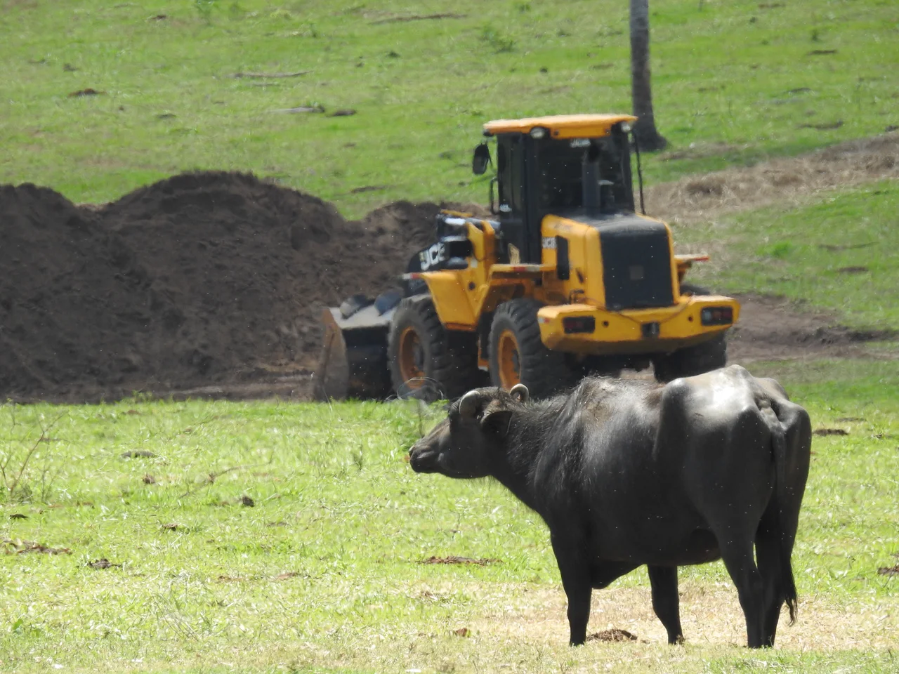 O caso do abandono de búfalos em Brotas remete ao abandono de mais de mil búfalos em uma fazenda no município brasileiro de Brotas, provocando a morte e deixando animais em estado de inanição.[1] É considerado um dos maiores casos contra animais do Brasil e teve repercussão nacional.