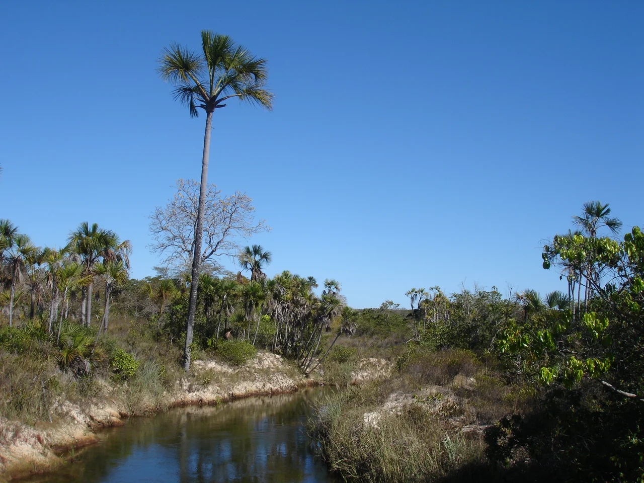 A stream ("vereda") in the Grande Sertão Veredas National Park in Brazil