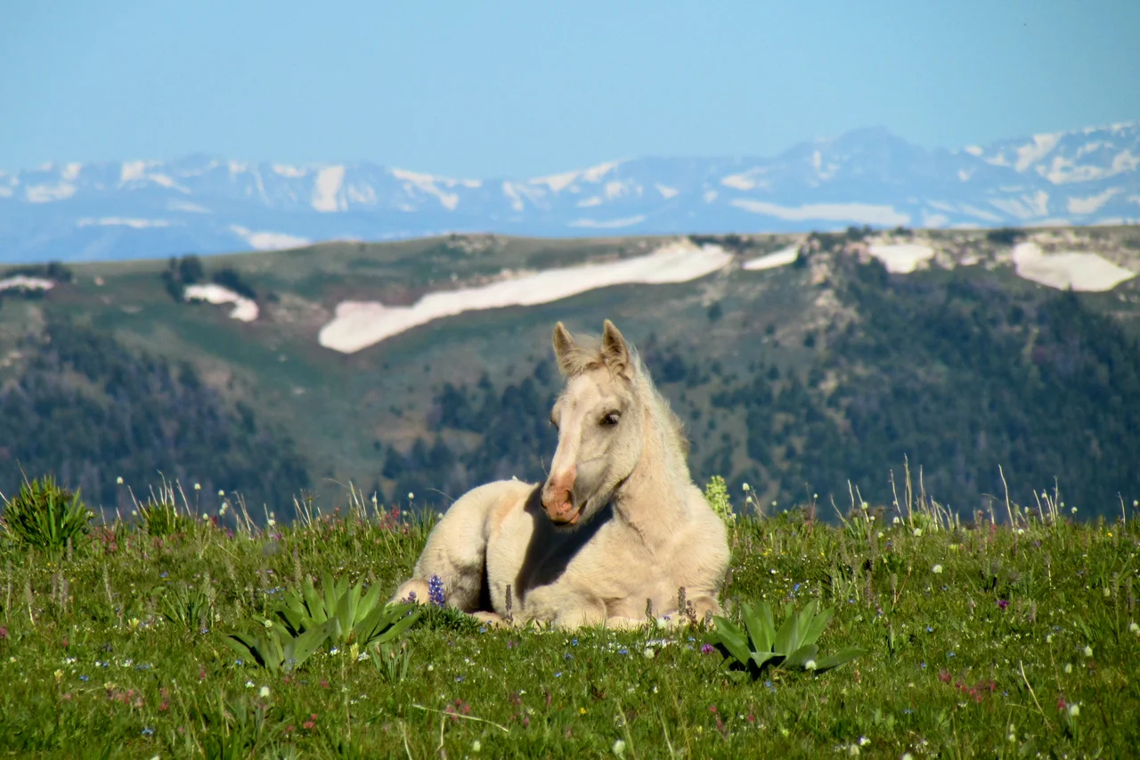 Pryor Mountain Wild Horse Range
South of Billings Montana
Photo by: Vic and Linda Hanick
hanick1
