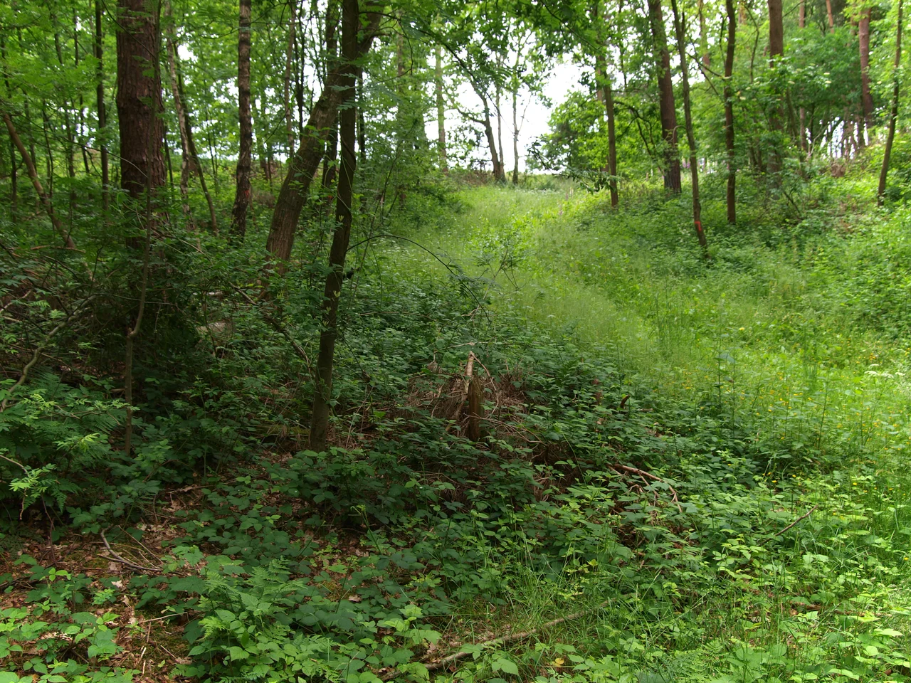The former loam pit of the muncipality Ovelgönne, Buxtehude, Landkreis Stade, Lower Saxony, Germany. The pre roman Iron Aged Ovelgönne bread roll has been found in this pit, dating to 800-500 B.C.
