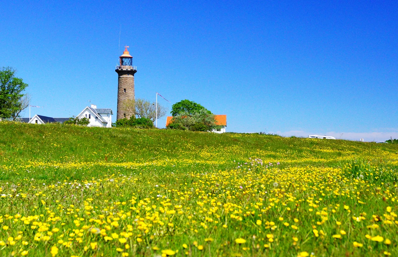 Fornæs Fyr, blomstereng