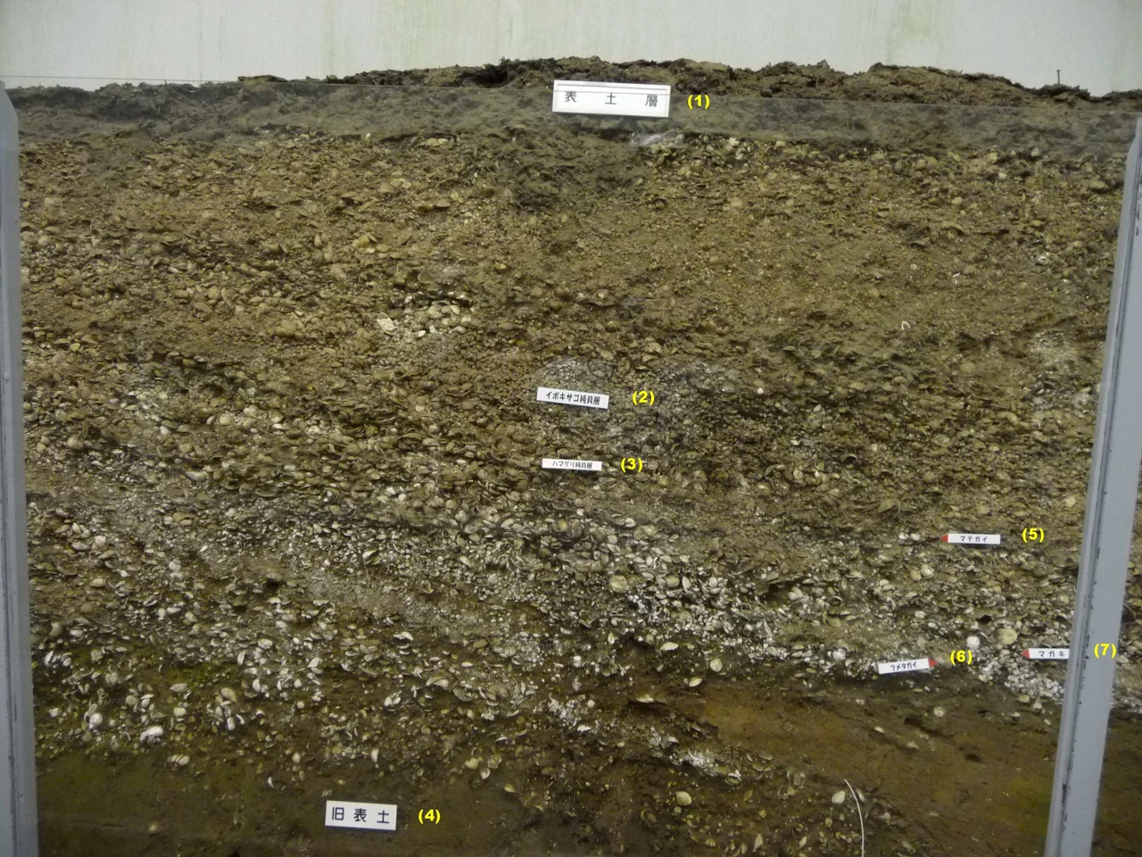 Small hill cut soil layer (Seashell midden stratum) at Kasori Shell Mound, Chiba (city) Chiba Prefecture Japan (Widest class shell midden in Japan.)  Photo on 13, Oct. 2008
Display of Soil Layer (1) Current/top surface soil stratum, (2) Umbonium moniliferum only stratum, (3) Meretrix lusoria only stratum, (4) Old/previous/original surface soil stratum, (5) Gould's razor shell, (6) Neverita didyma, (7) Pacific oyster, Number with parenthesis are added by author.